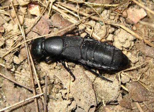 Réf. 20 241 : Ocypus olens