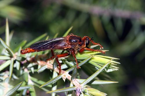 Stenopogon sp.