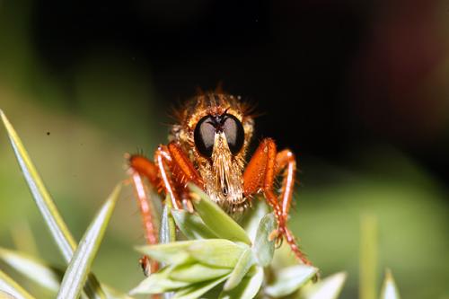 Stenopogon sp.