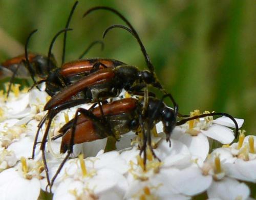 Réf. 20 990 : Stenurella bifasciata