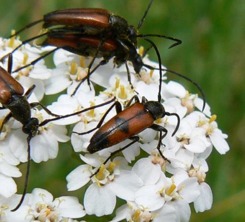 Réf. 20 992 : Stenurella bifasciata