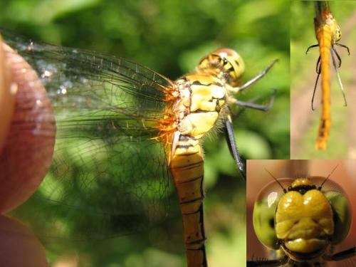 Sympetrum sanguineum
