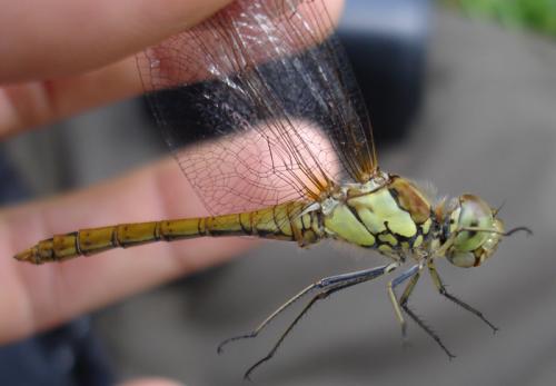 Réf. 20 550 : Sympetrum striolatum