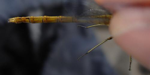 Réf. 20 551 : Sympetrum striolatum