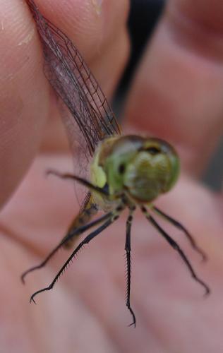 Sympetrum striolatum