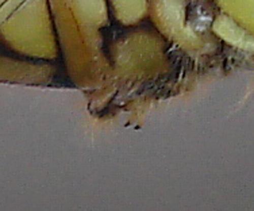 Sympetrum striolatum