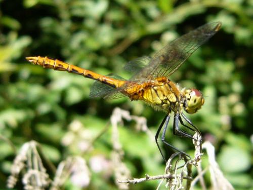 Sympetrum sanguineum
