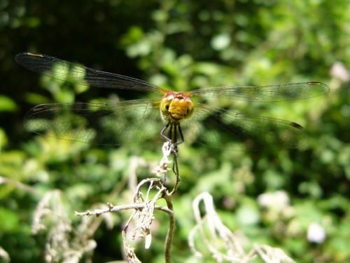 Sympetrum sanguineum
