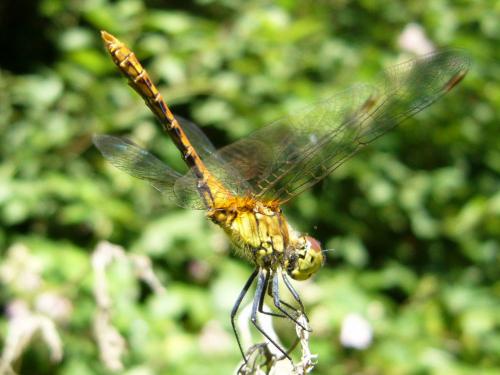 Réf. 20 670 : Sympetrum sanguineum