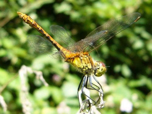 Sympetrum sanguineum