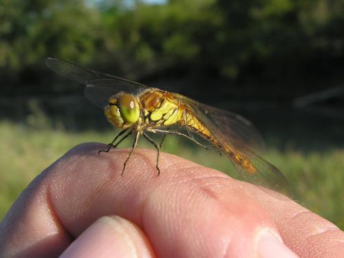 Sympetrum striolatum