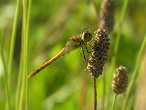 Sympetrum striolatum