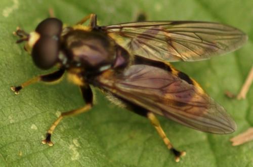 Réf. 20 150 : Xylota sylvarum