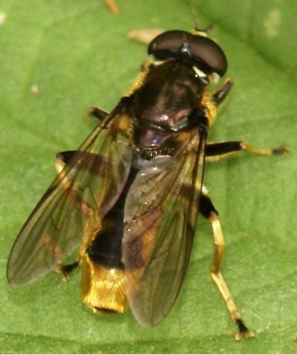 Réf. 20 151 : Xylota sylvarum
