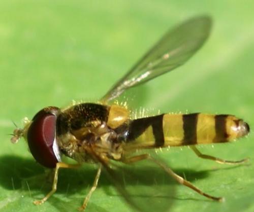 Réf. 20 602 : Fagisyrphus cinctus