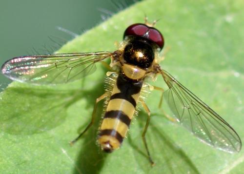 Réf. 20 603 : Fagisyrphus cinctus