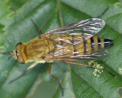 Thereva nobilitata