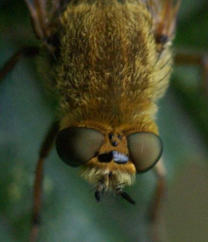 Thereva nobilitata