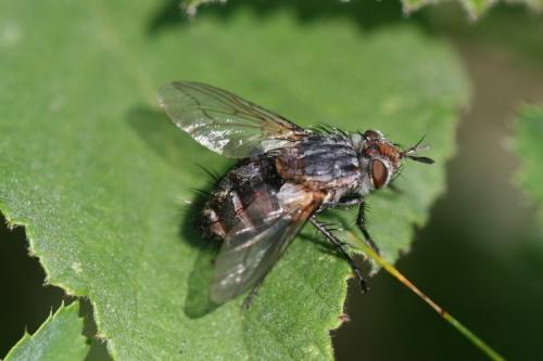 Linnaemya sp.