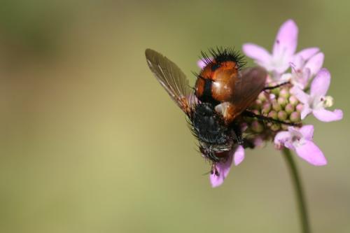 Peleteria abdominalis