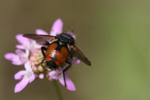 Peleteria abdominalis