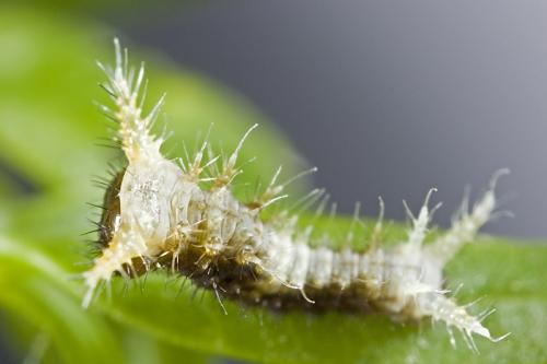 Papilio sp.