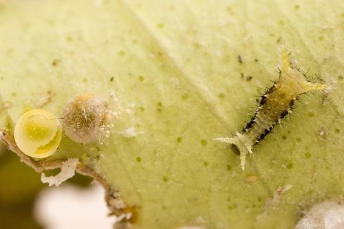 Papilio sp.