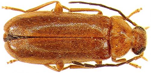 Conopalpus testaceus