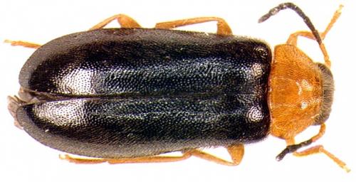 Conopalpus testaceus