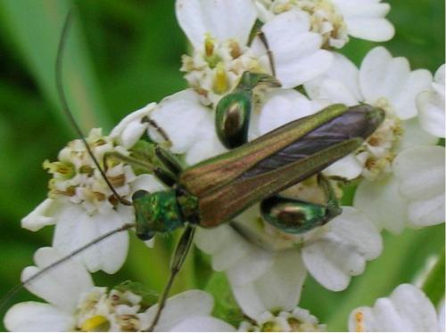 Oedemera nobilis