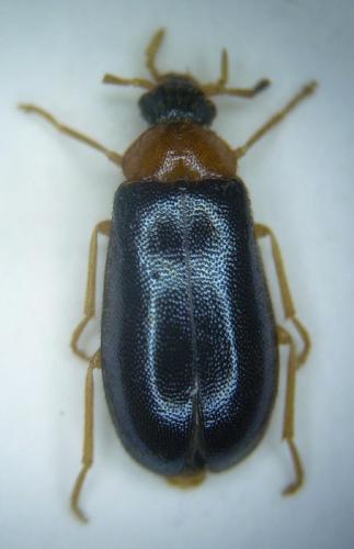 Réf. 20 433 : Conopalpus brevicollis