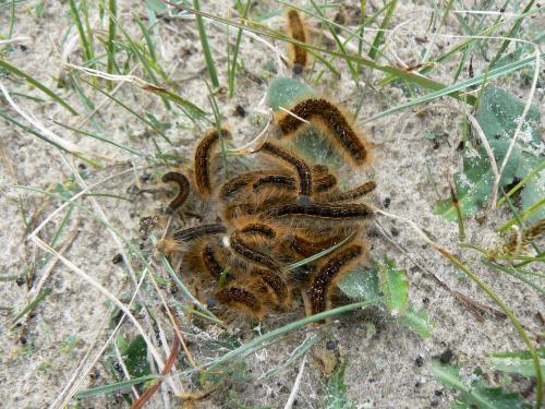 Malacosoma franconica