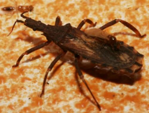 Aulacogenia sp.