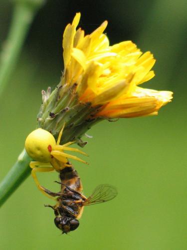 Misumena vatia