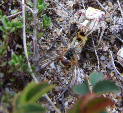 Thomisus onustus