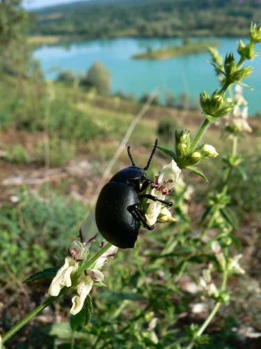 Timarcha tenebricosa