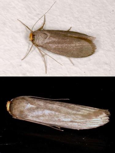 Réf. 20 015 : Achroia grisella