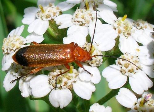Rhagonycha fulva