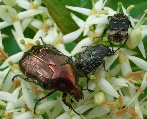 Réf. 20 657 : Cetonia aurata aurata