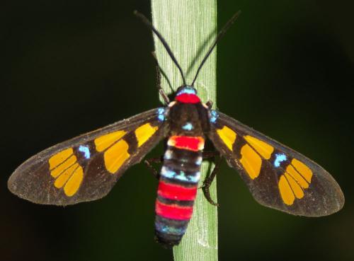 Euchromia polymena