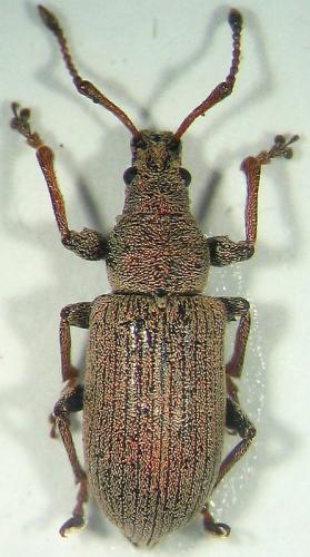 Phyllobius sp.