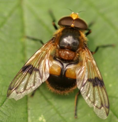 Réf. 20 326 : Volucella inflata