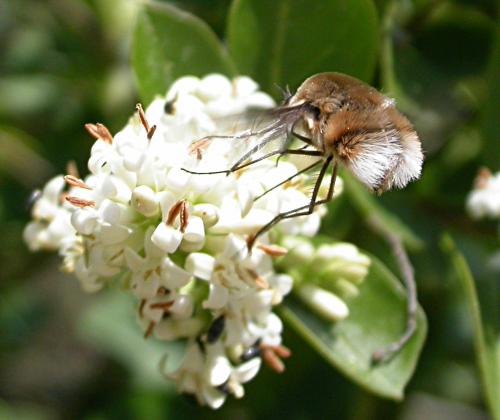 Réf. 20 137 : Bombylius cruciatus