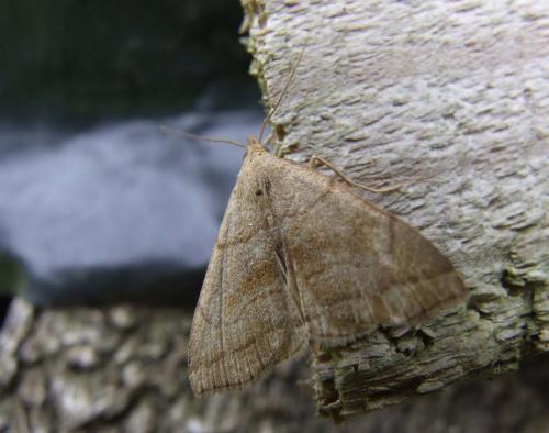 Herminia tarsicrinalis