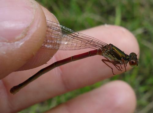 Réf. 20 533 : Ceriagrion tenellum