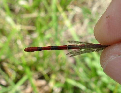 Réf. 20 534 : Ceriagrion tenellum