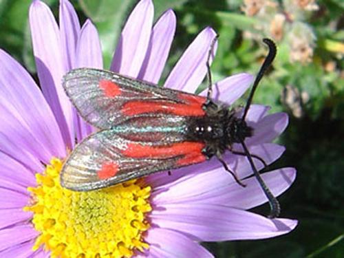 Réf. 20 988 : Zygaena contaminei