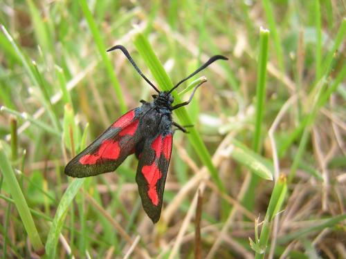 Zygaena trifolii