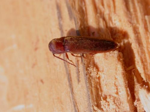 Rhacopus sahlbergi