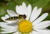 20639 – Photo : jean-claude bernard – France (29)